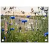 Korenbloemen in het avondlicht tuinposter los doek klein -3d