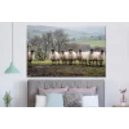 Schapen - Rij - Weide - Dieren - Platteland forex 5mm xxl -slaapkamer