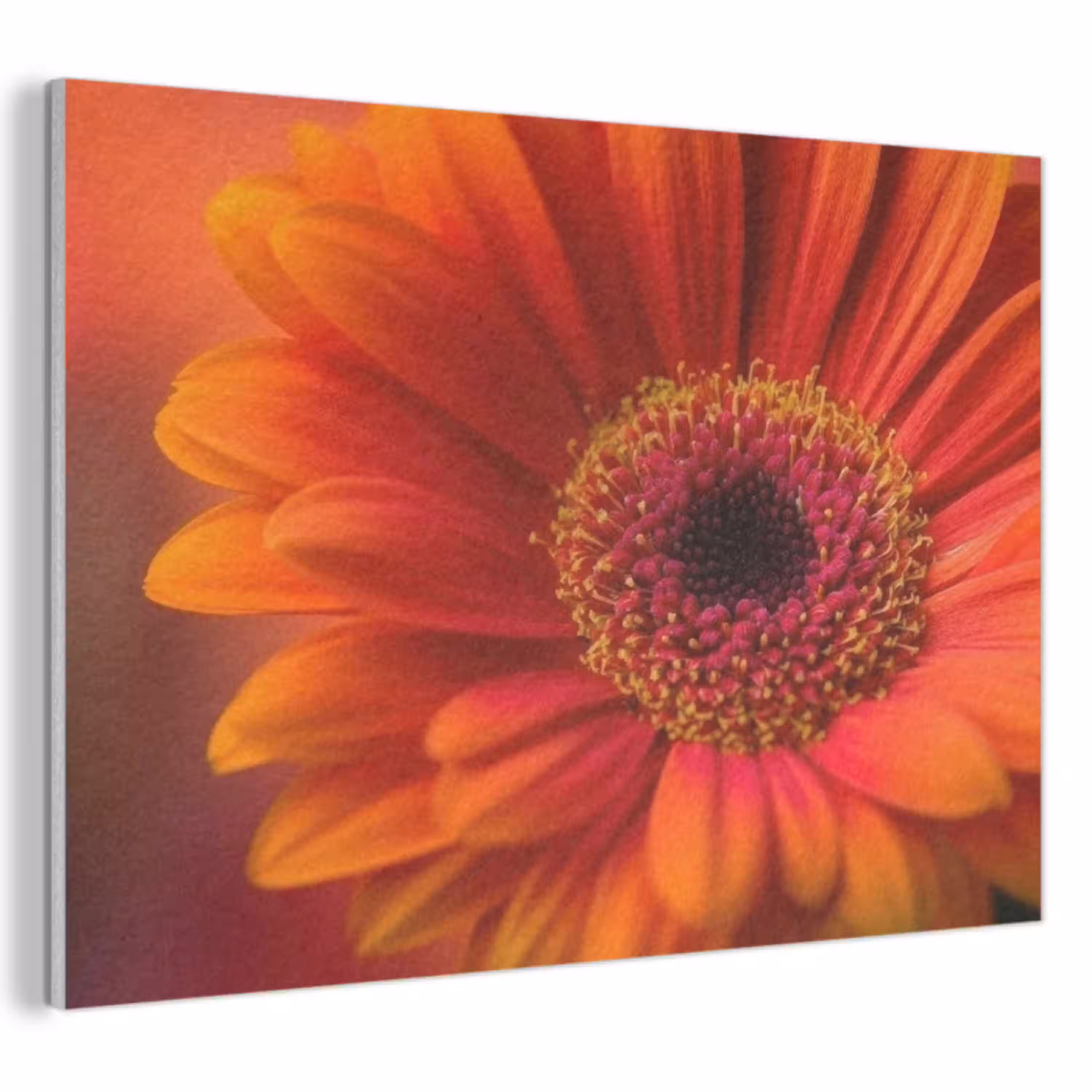 Oranje - Gerbera - Intens PET vilt klein -3d