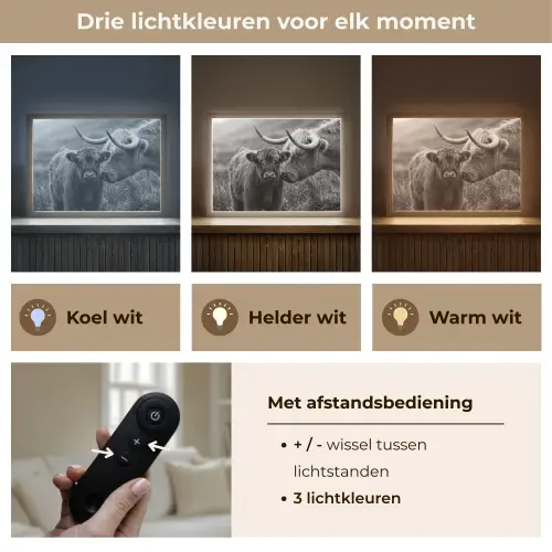 Schotse hooglander - Kalf - Zwart - Wit Light Box met batterij (Wandlamp) middel -USP_lichtkleurNL