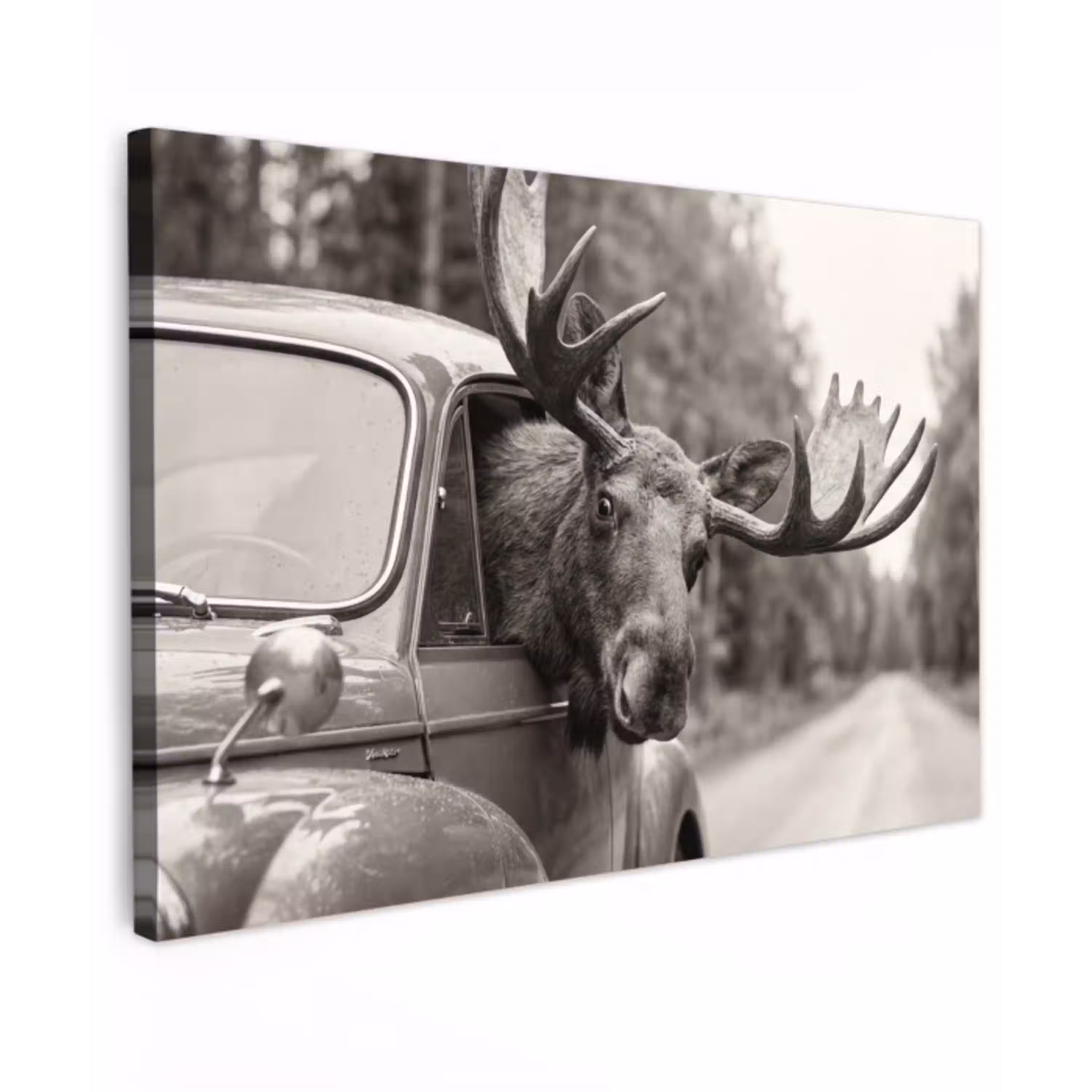 Eland - Auto - Gewei - Zwart - Wit Tuinposter op houten frame 2 cm dik klein -3d