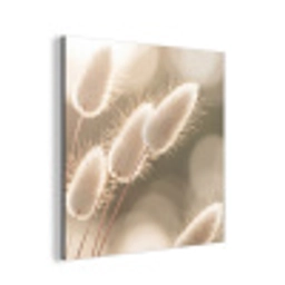 Hazestaartgras - Wit - Zonlicht aluminium wit klein -3d