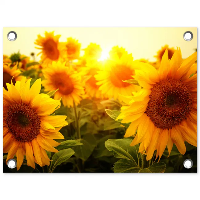 Zonnebloemen in het zonlicht tuinposter los doek klein -3d