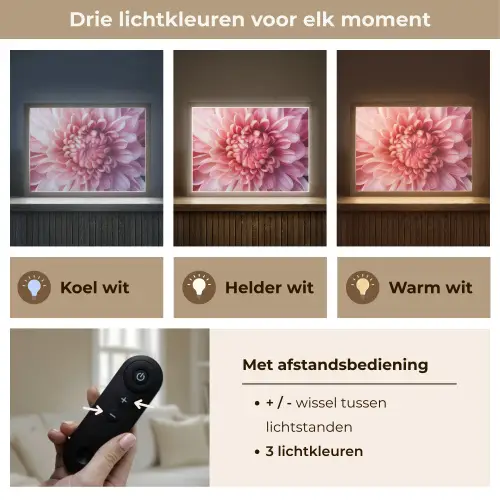 Dahlia - Bloem - Close up - Roze Light Box met batterij (Wandlamp) middel -USP_lichtkleurNL