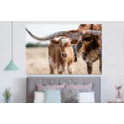 Texas Longhorn - Kalf - Weide - Dieren forex 5mm xxl -slaapkamer