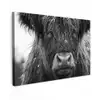 Schotse hooglander - Zwart - Wit - Sneeuwvlokken canvas 2cm klein -z3d