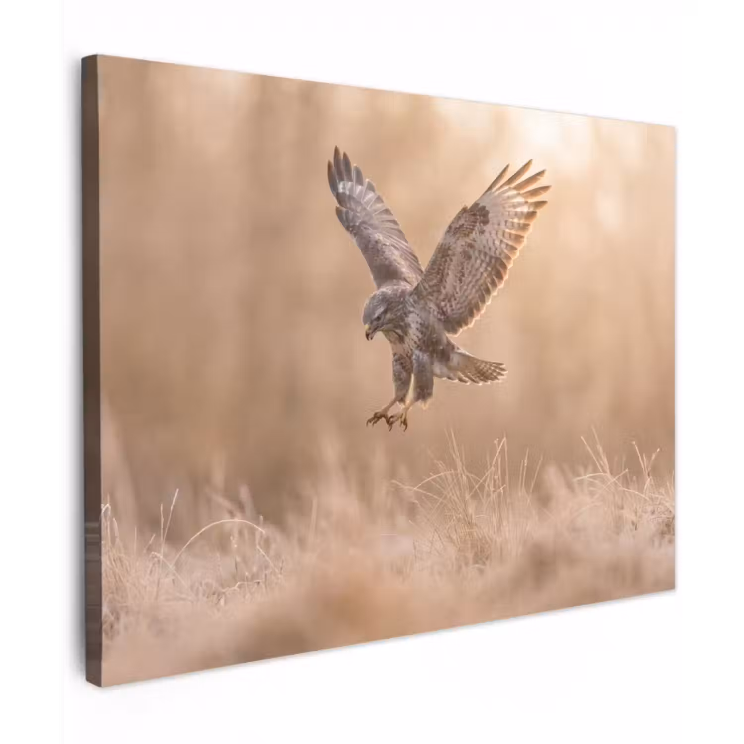 Canvas Print - Buzzard - Bird of Prey - Nature - Brown