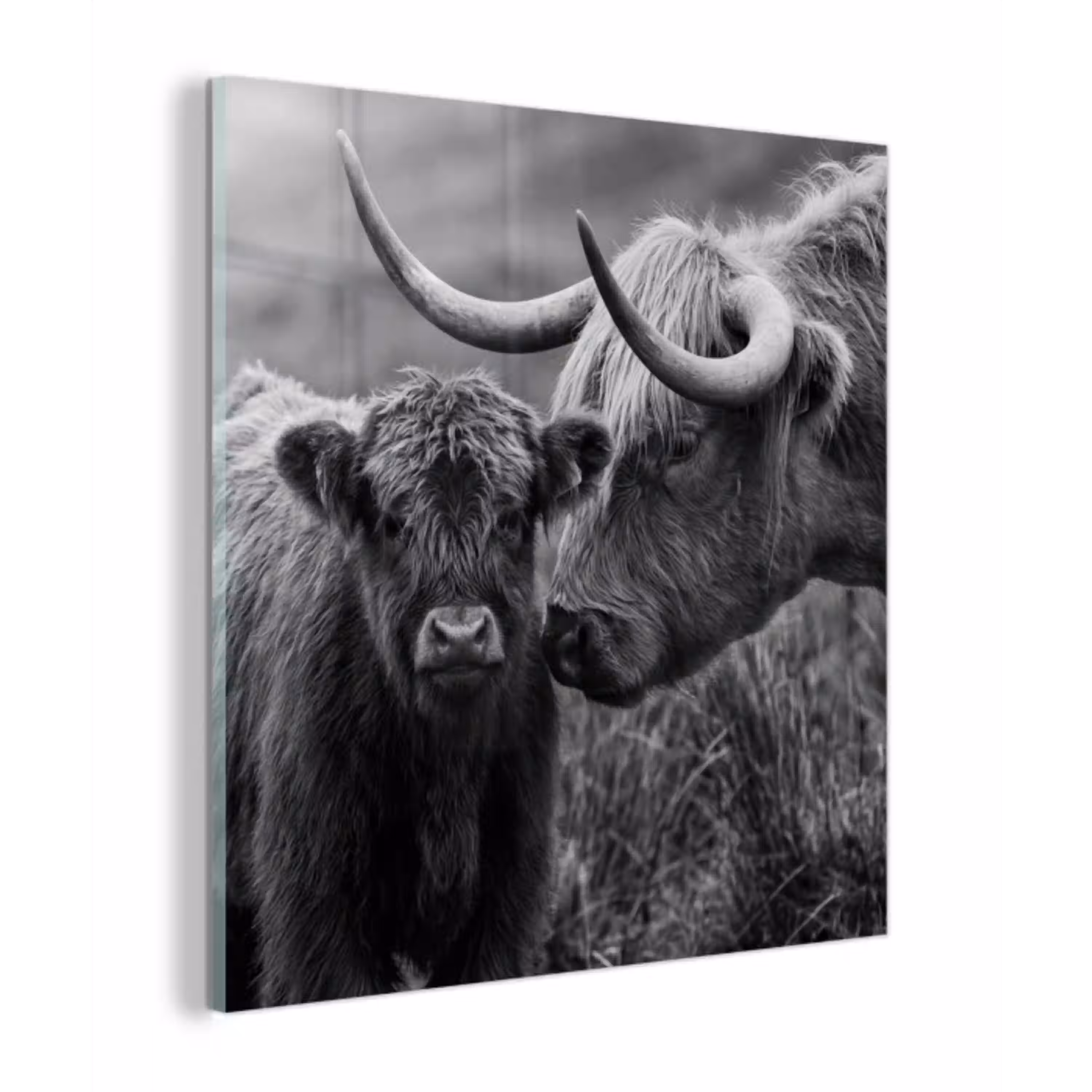 Schotse hooglander - Kalf - Zwart - Wit plexiglas 5mm klein -z3d