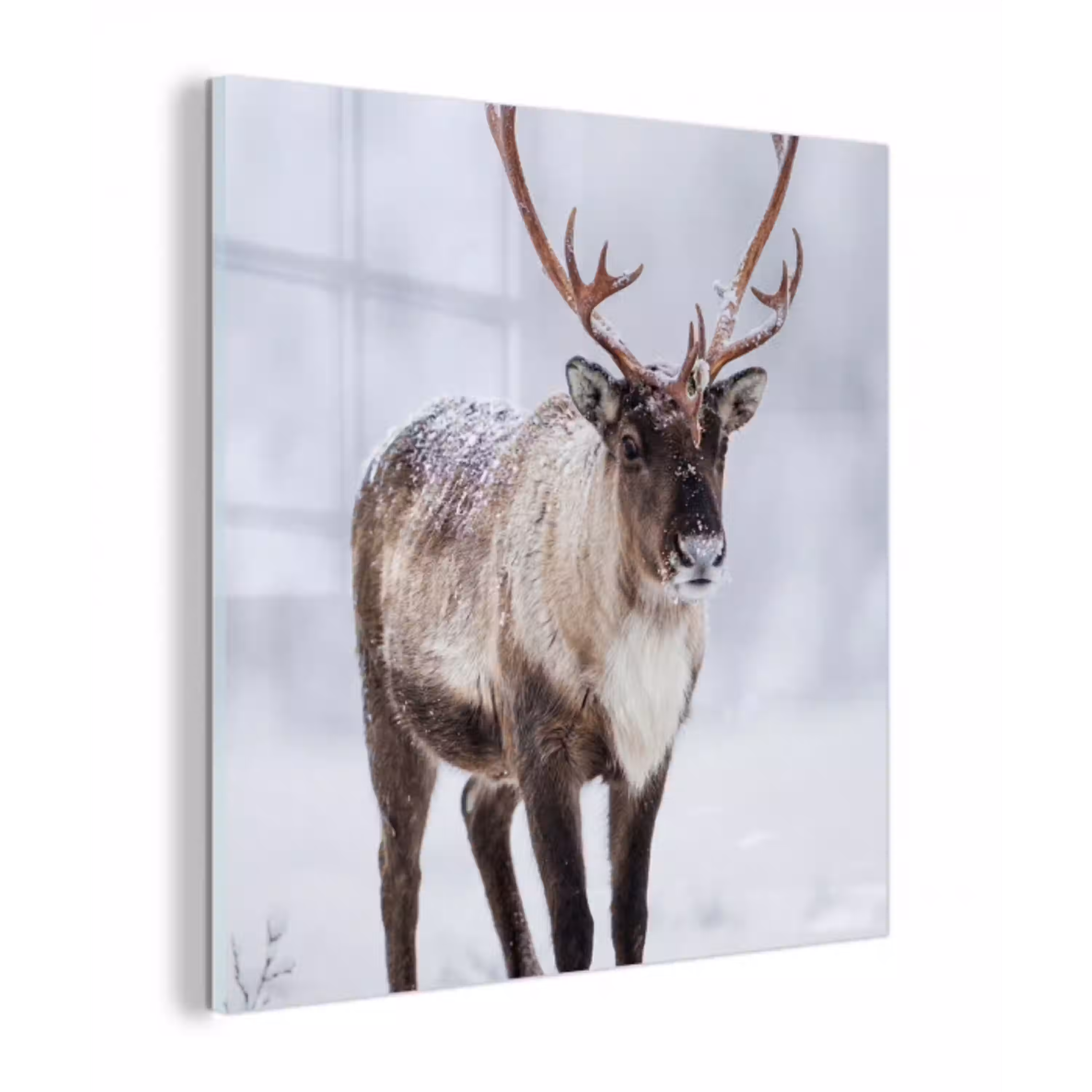 Rendier - Gewei - Toendra - Sneeuw - Wild plexiglas 5mm klein -z3d
