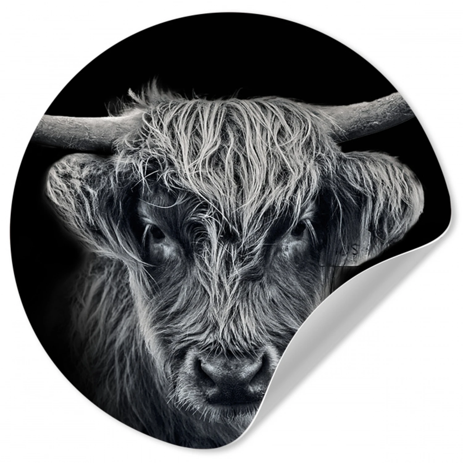 Schotse hooglander - Zwart - Koe - Dieren Wandcirkel behangsticker klein -3d
