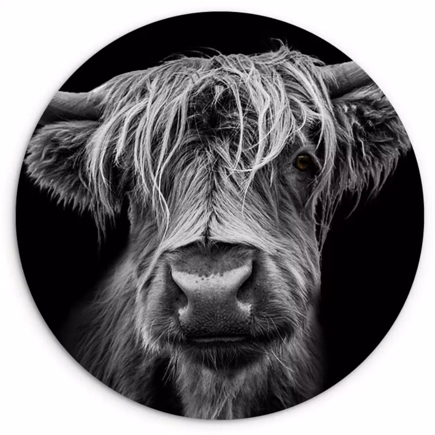 Muurcirkel - Schotse Hooglander - Horens - Zwart - Wit - Koe - Wild - Dieren