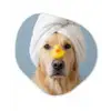 Hond - Badeend - Geel Wandcirkel Organisch Forex 3mm klein -3d