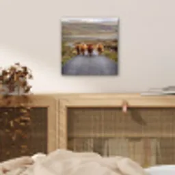 Schotse Hooglanders - Weg - Landschap - Kudde aluminium wit klein -sfeer3