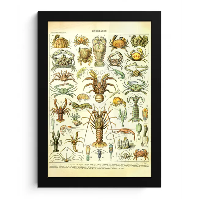 Kreeft - Dieren - Zeedieren - Vintage - Adolphe Millot fotolijst zwart zonder passe partout klein -3d