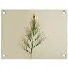 Dennentak - Naaldvormige bladeren - Lichtgroen tuinposter los doek klein -3d
