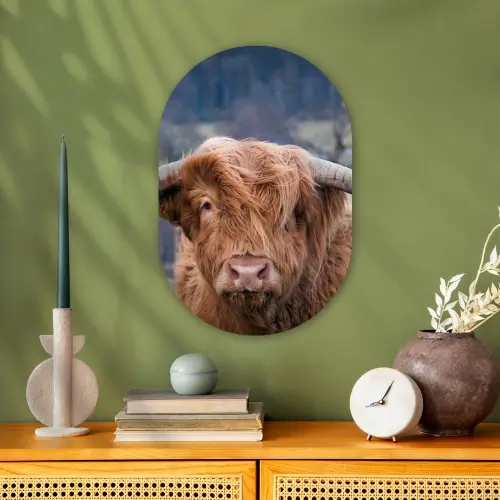 Schotse Hooglander - Koeienkop - Landschap - Natuur - Koe Wandcirkel Ovaal Forex klein -sfeer2
