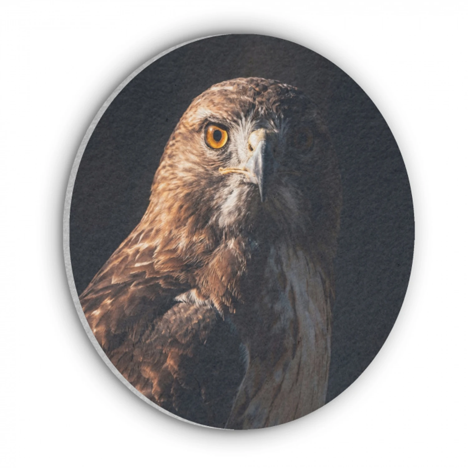 Roofvogel - Buizerd - Bruin Akoestische PET Vilt - Rond klein -3d