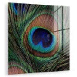 Pauwenveren - Klassiek - Groen plexiglas 5mm klein -zzzproduct_nieuw