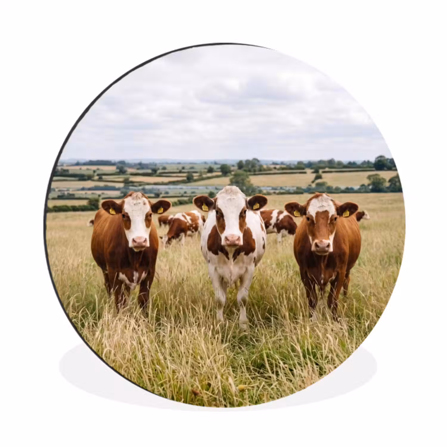 Muurcirkel aluminium - Koeien - Portret - Weide - Boerderij - Nieuwsgierig