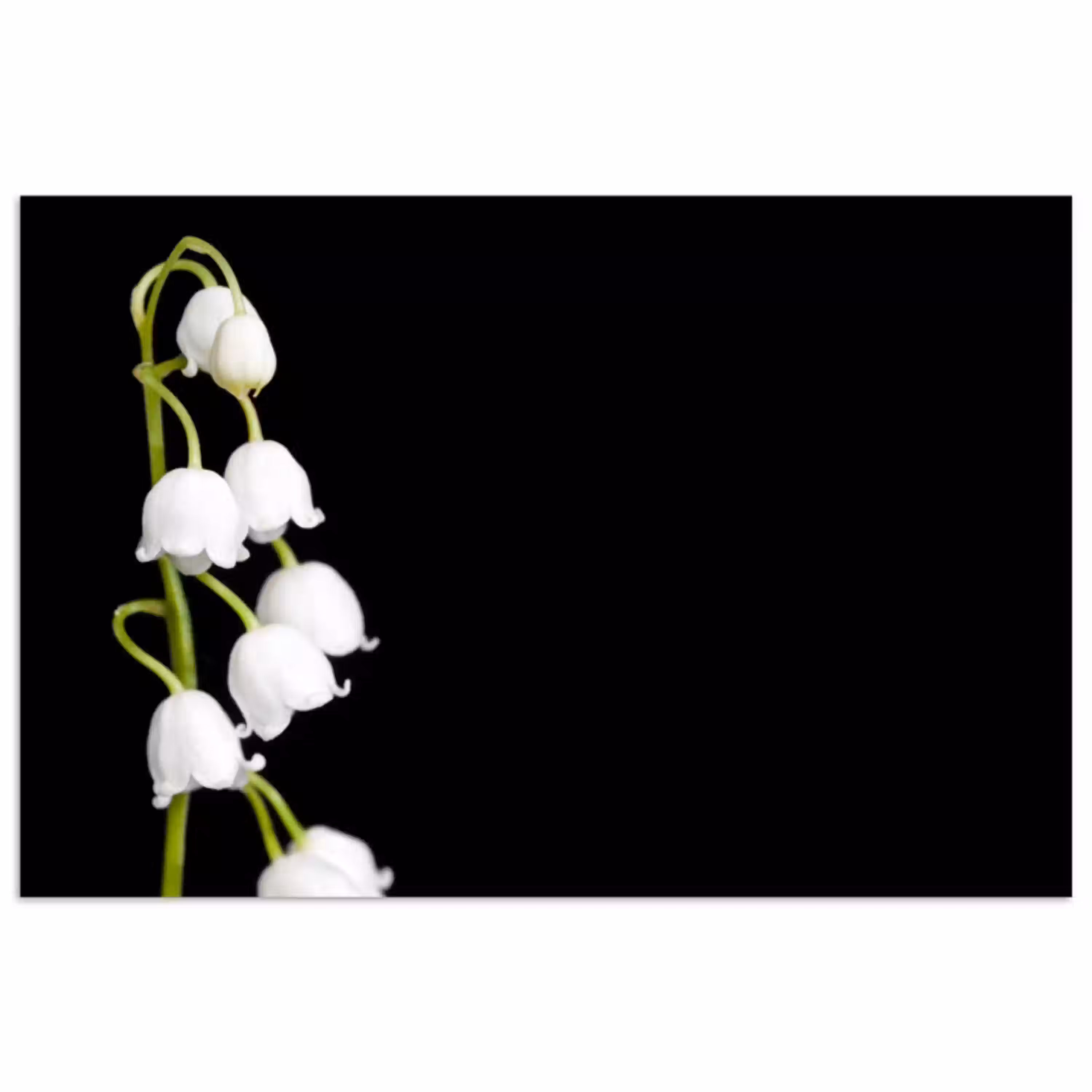 Lelietjes van dalen - Bloemen - Zwart - Flora poster papier klein -3d