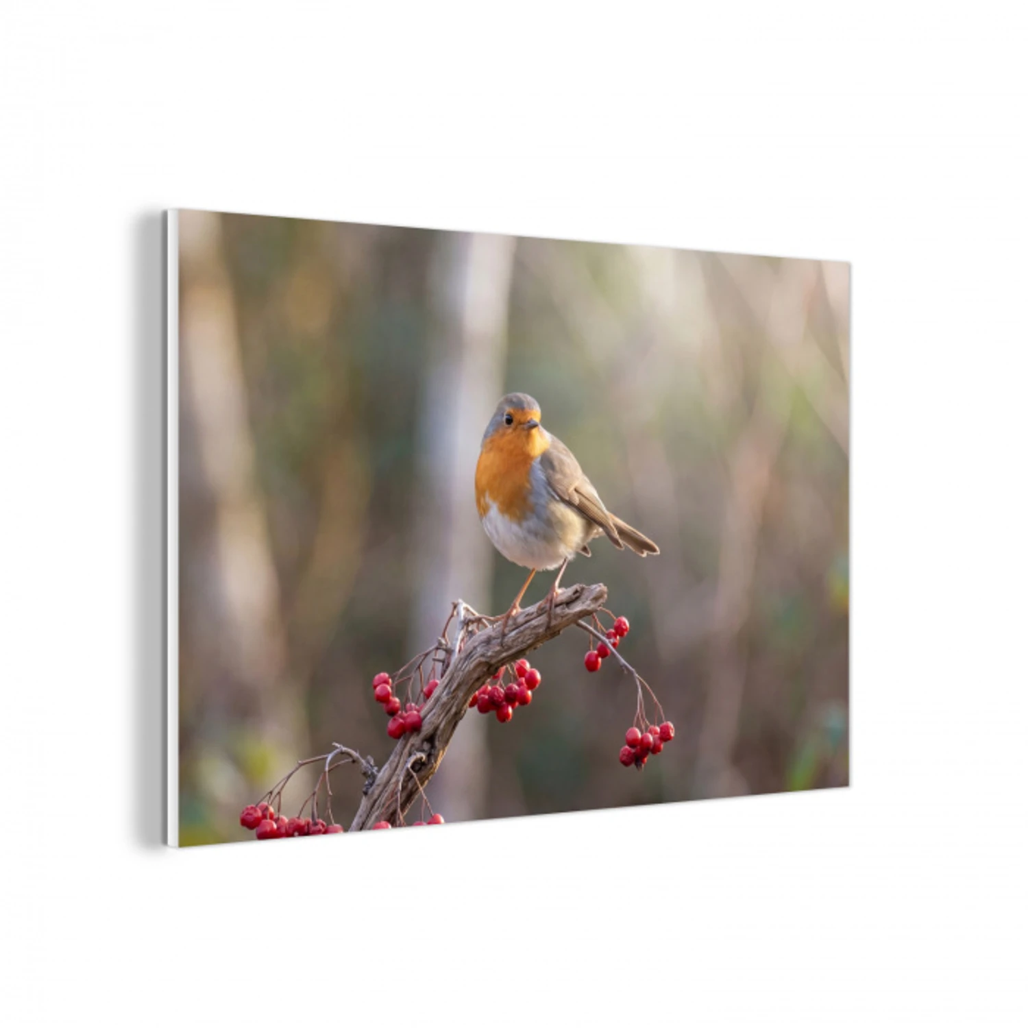 Roodborst - Tak - Bessen - Natuur forex 5mm xxl -3d