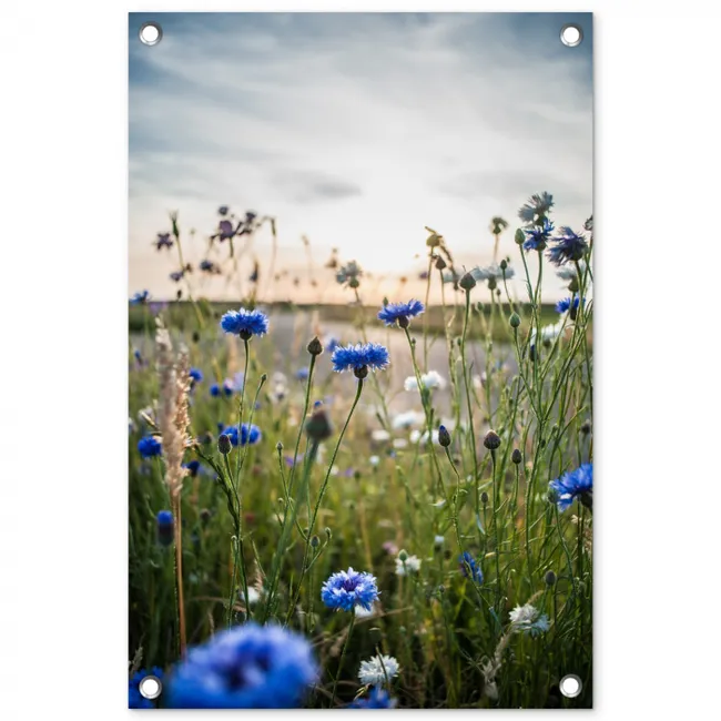 Korenbloemen bij zonsondergang tuinposter los doek klein -3d