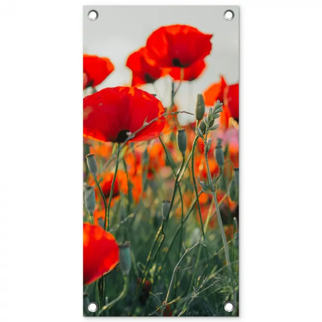 Klaprozen in close-up bij zonsondergang tuinposter los doek klein -3d