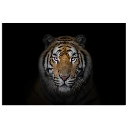 Tijger - Wilde dieren - Portret - Zwart - Dieren poster papier klein -3d