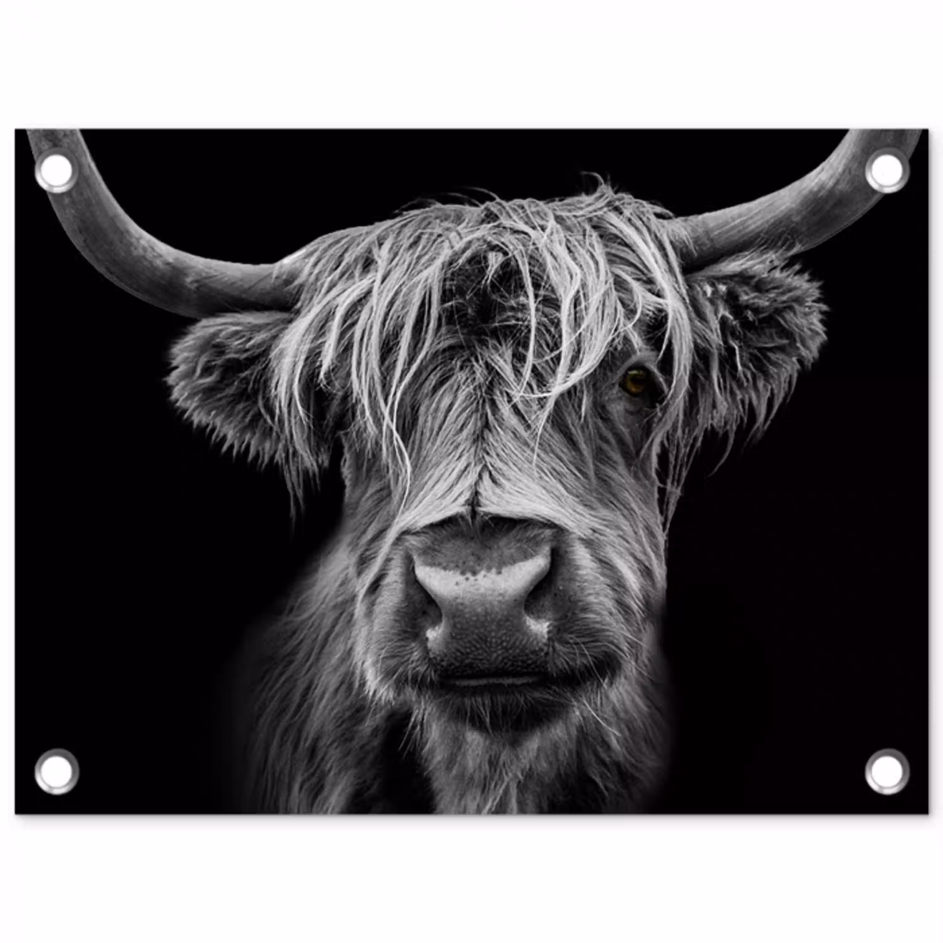 Schotse Hooglander - Horens - Zwart - Wit - Koe - Wild - Dieren tuinposter los doek klein -3d