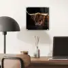 Schotse Hooglander - Horens - Zwart - Dieren - Natuur - Wild - Koe plexiglas 5mm klein -sfeer6