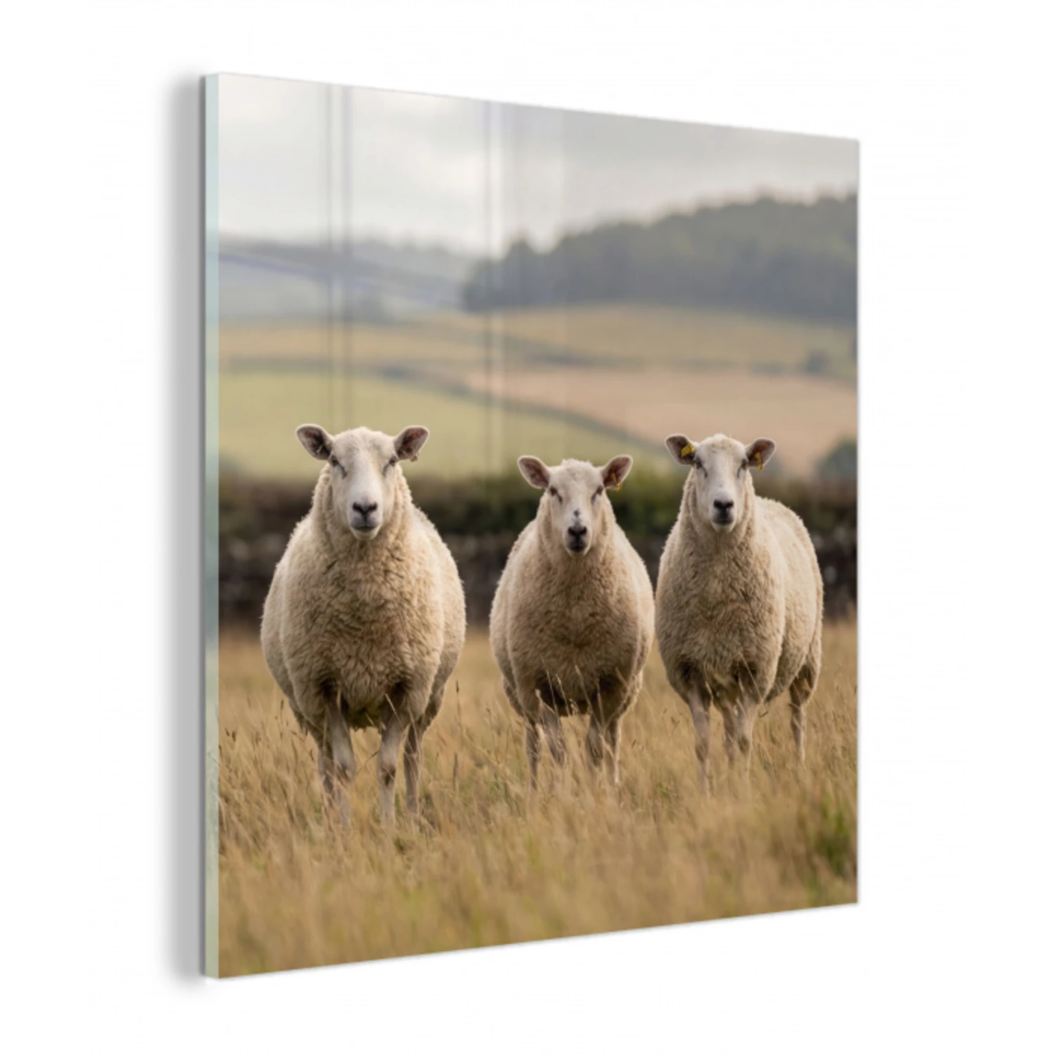 Schapen - Weidenlandschap - Heuvels plexiglas 5mm klein -z3d