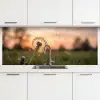 Paardenbloem - Zonsondergang - Veld keuken achterwand 2 middel -3d