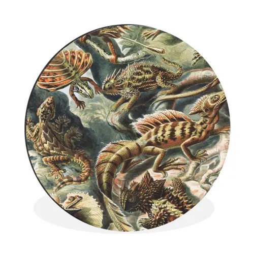 Vintage - Kunst - Ernst Haeckel - Tuinposter - Tuin Wandcirkel aluminium klein -3d