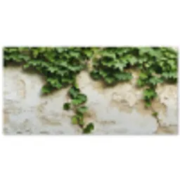 Klimop - Muur - Groen Balkonbeschermer Duitsland klein -zz_3d