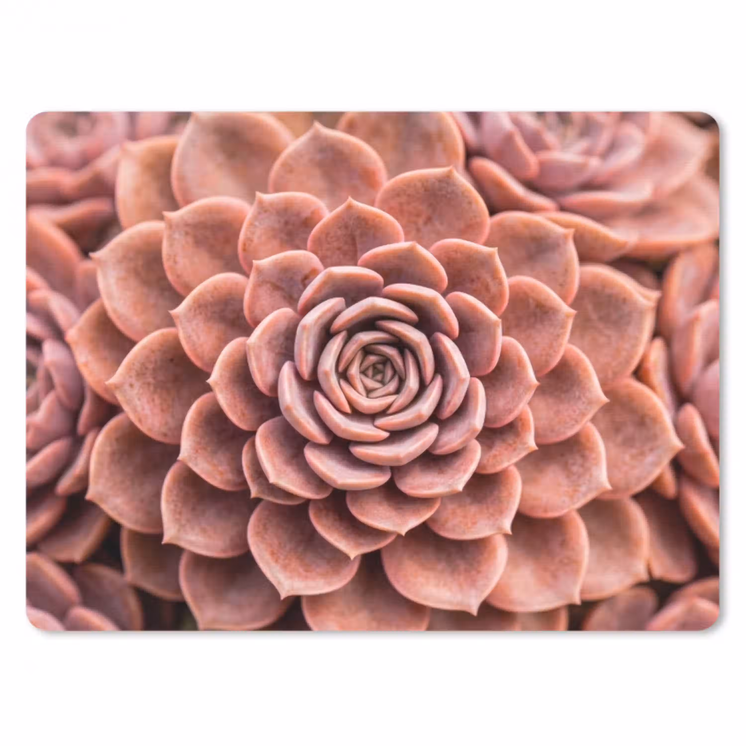 Vetplant - Organisch - Roze muismat rubber klein -3d