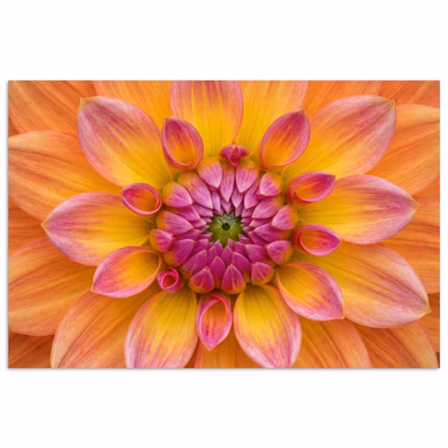 Poster - Dahlie - Blume - Orange