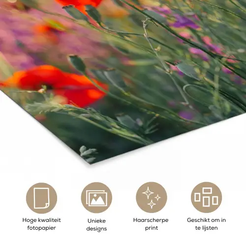 Klaproos - Bloemen - Rood - Paars - Weide poster papier klein -closeup_NL