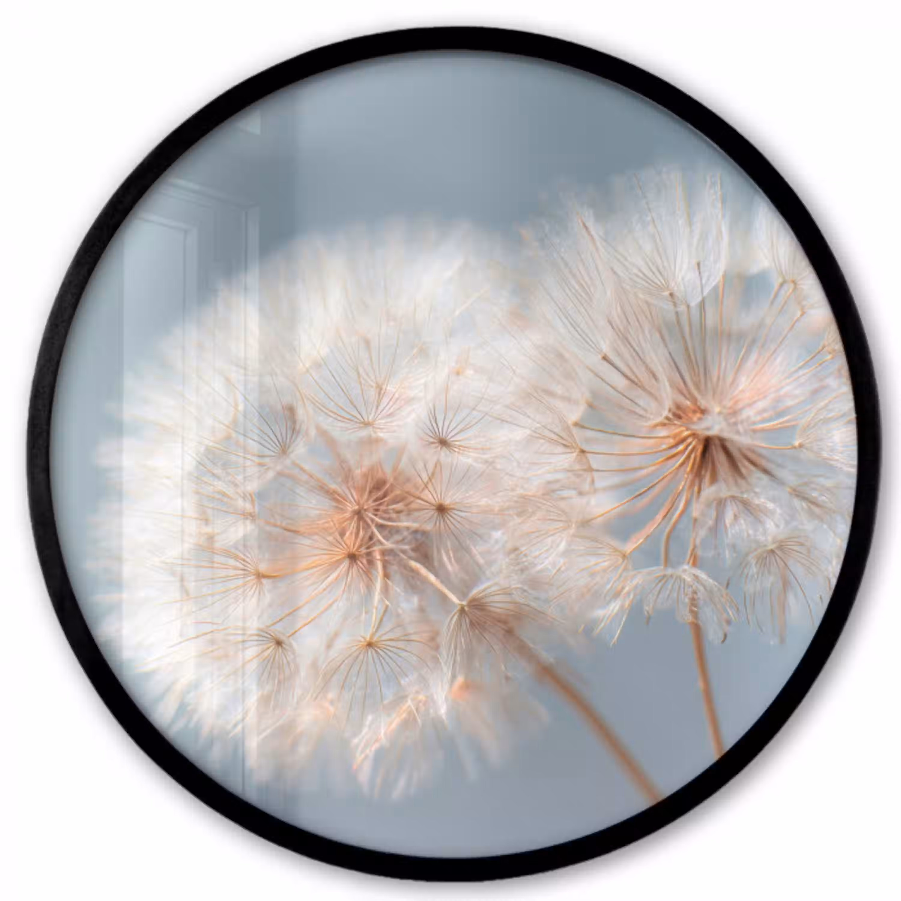 Paardenbloemen - Pluisjes - Wit Fotolijst rond zonder passe partout klein -3d