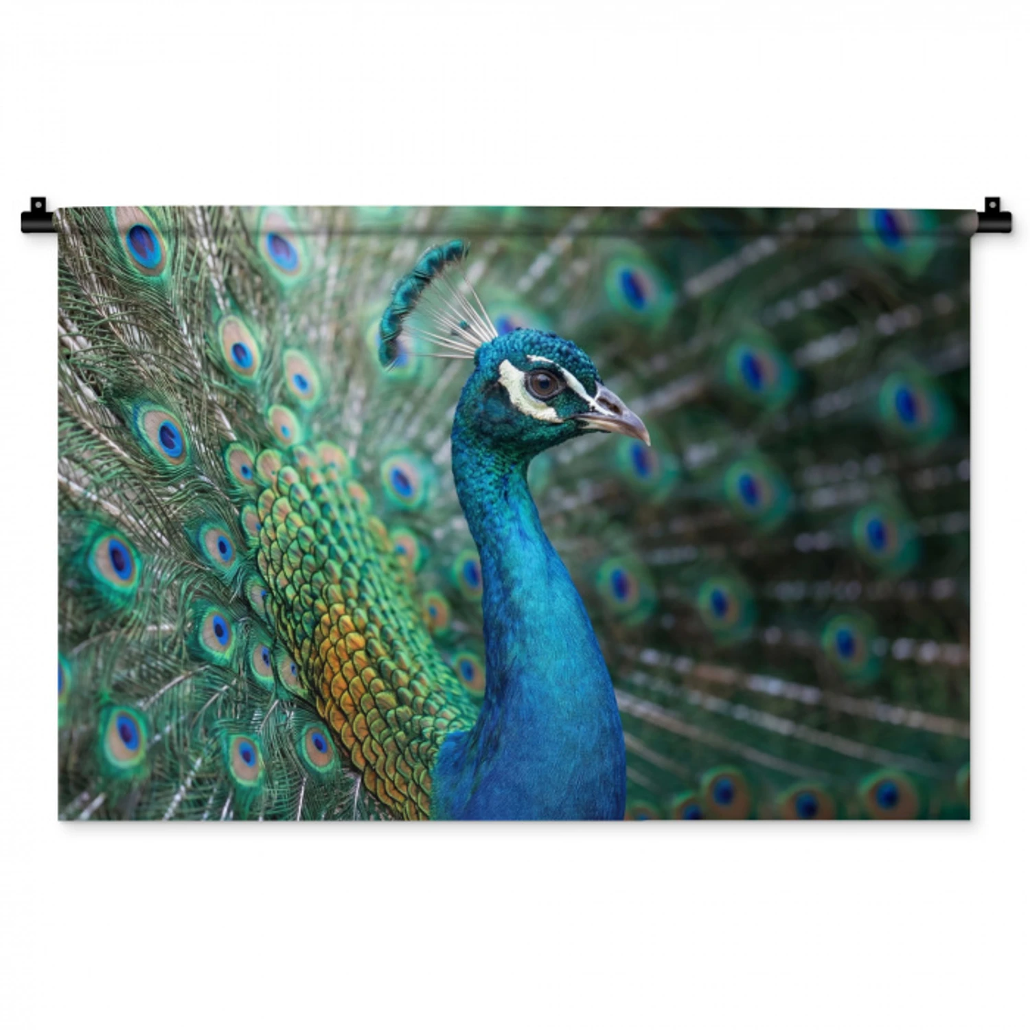 Pauw - Veren - Blauw Wandkleed katoen middel -zz3d