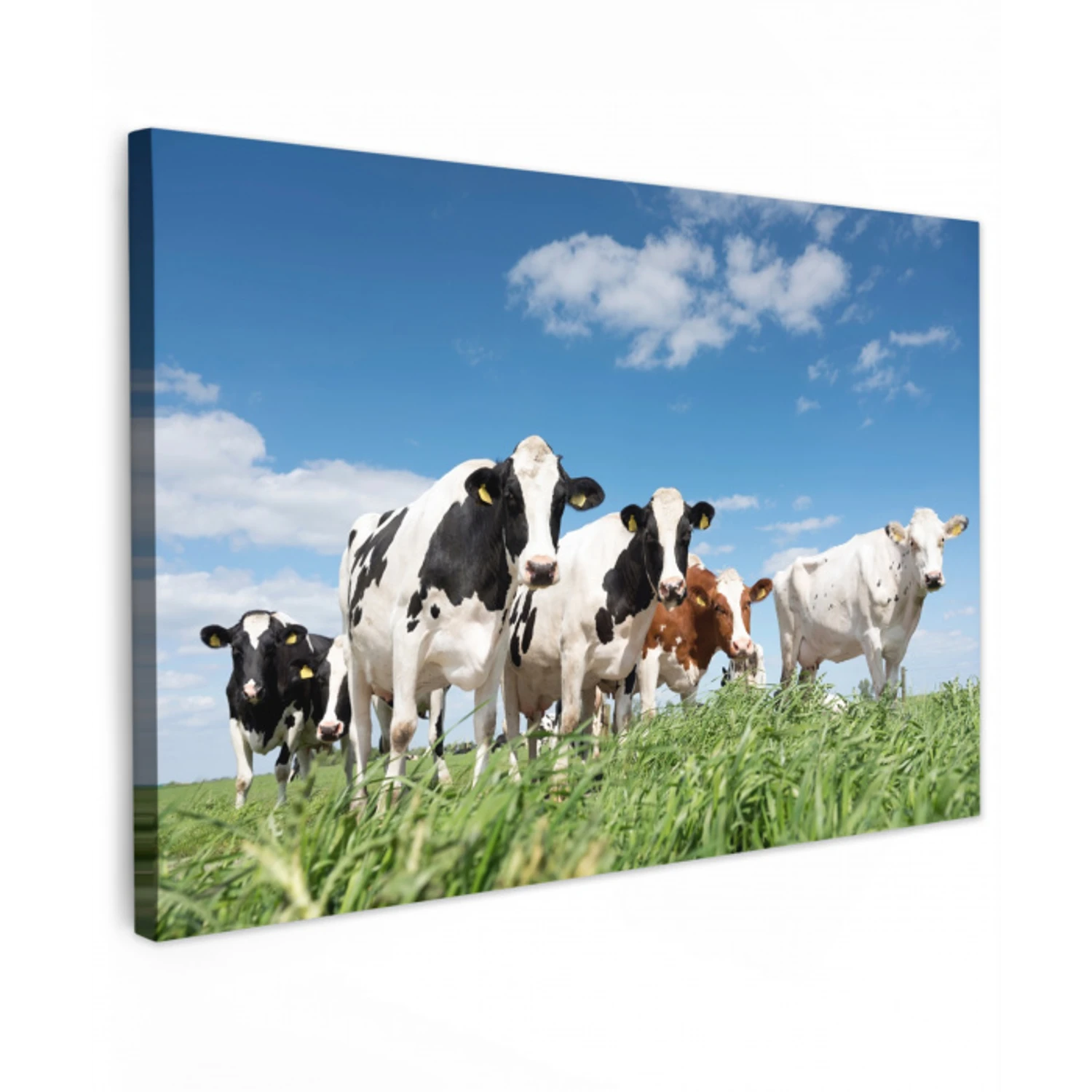 Koeien in de weide Tuinposter op houten frame 2 cm dik klein -3d