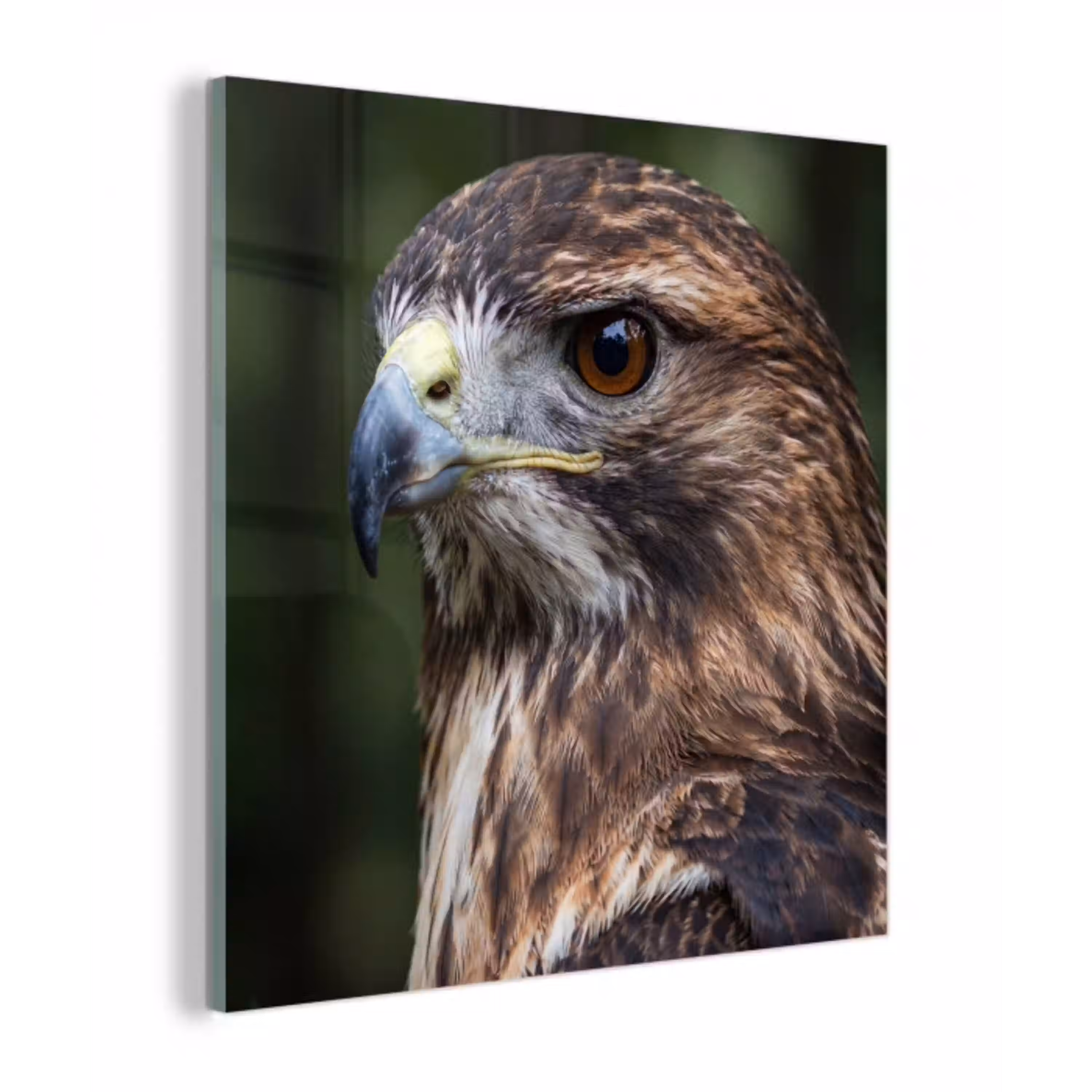 Buizerd - Roofvogel - Natuur - Bruin plexiglas 5mm klein -z3d