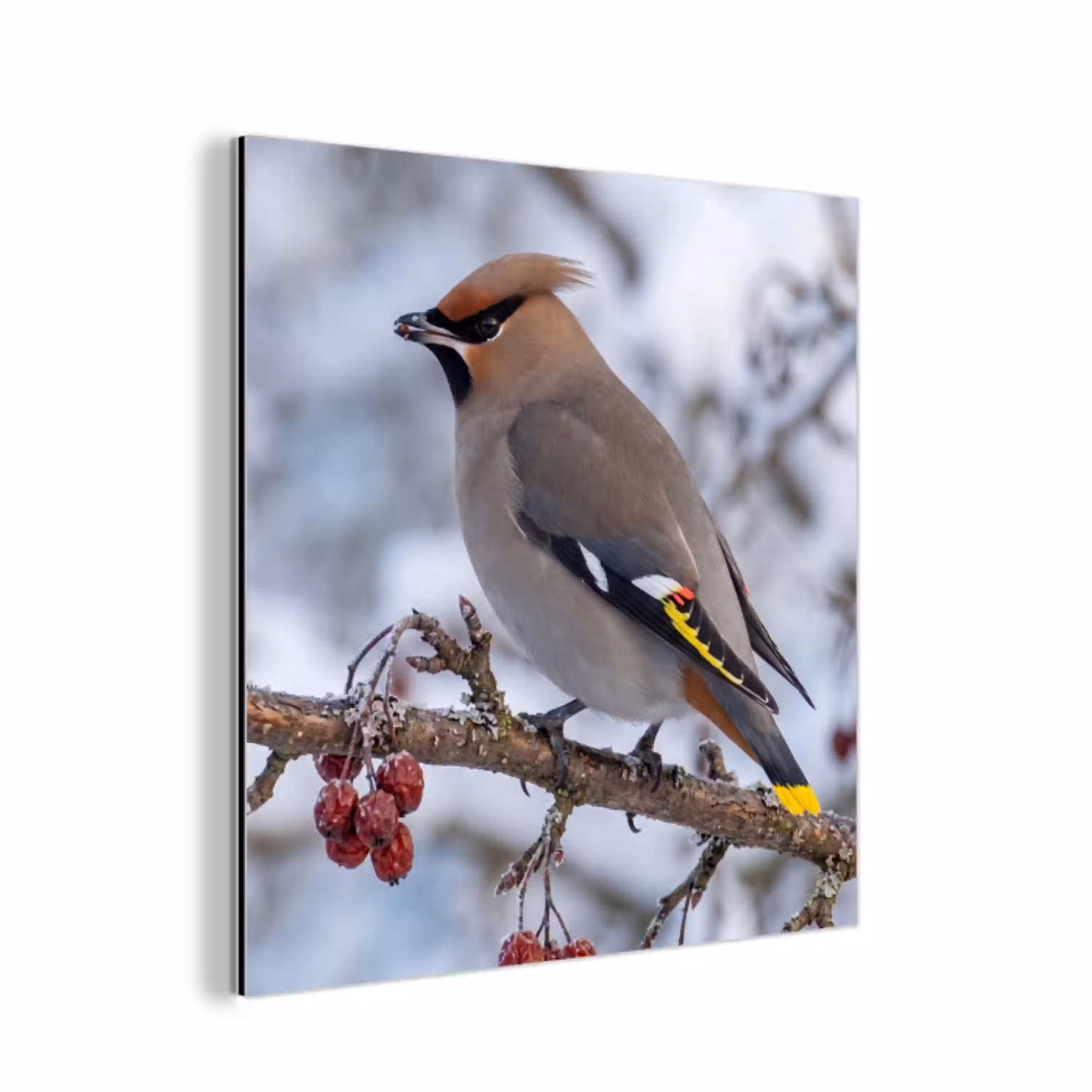 Pestvogel - Bessen - Winter - Natuur aluminium wit klein -3d