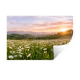 Madelief - Veld - Heuvels - Groen Muursticker klein -3d