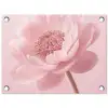 Bloem - Pioenroos - Roze tuinposter los doek klein -3d