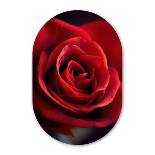 Rood - Roos - Romantisch Wandcirkel Ovaal Forex klein -3d