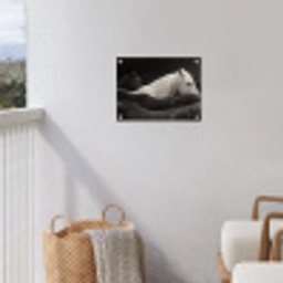 Paarden - Zwart - Wit - Kudde tuinposter los doek klein -sfeer8