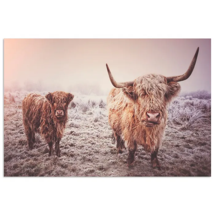Schotse hooglanders - Licht - Lucht - Natuur poster papier klein -3d