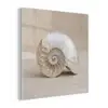 Schelp - Spiraal - Beige plexiglas 5mm klein -z3d