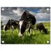 Koeien - Dieren - Gras - Weiland - Boerderij tuinposter los doek klein -3d