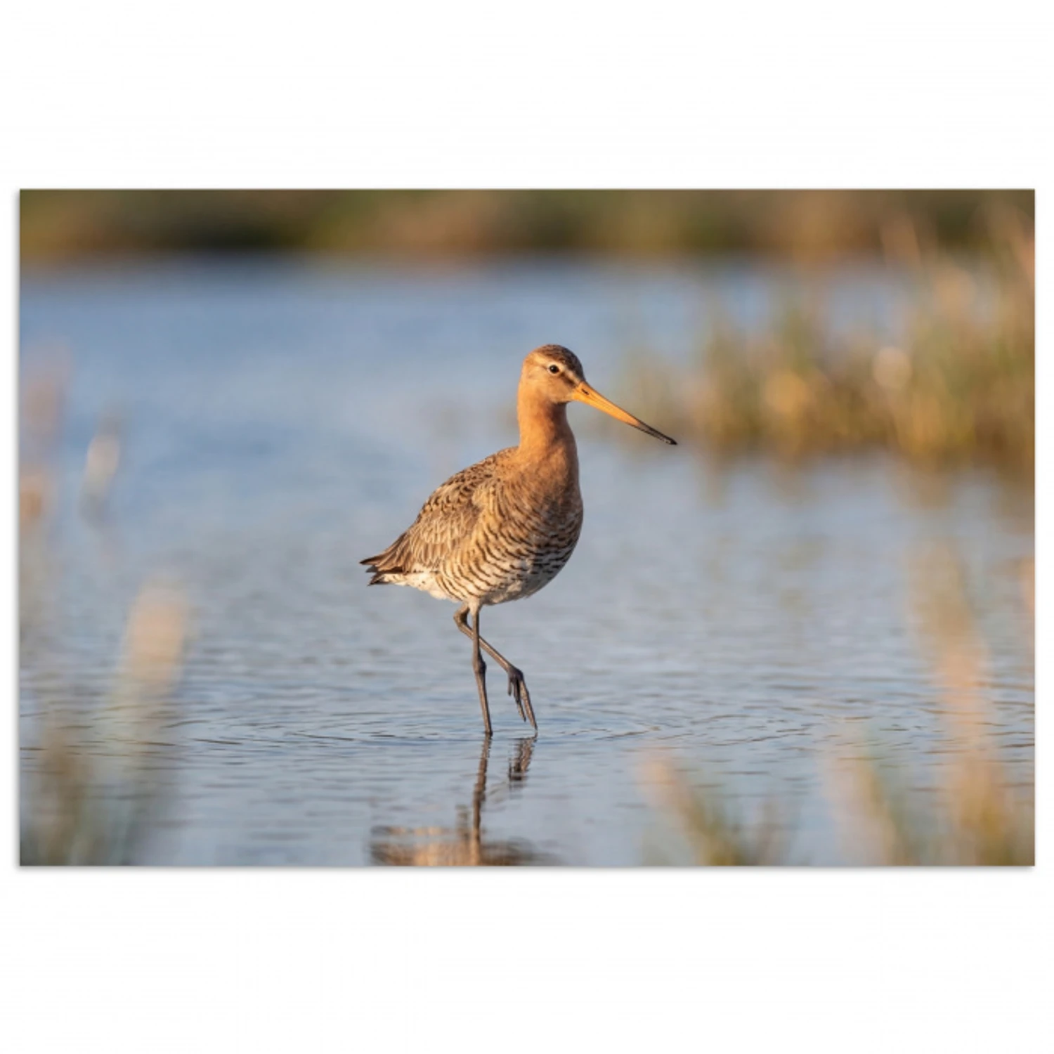 Vogel - Steltloper - Water - Natuur poster papier klein -3d